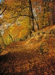 Brussels, Soignes forest