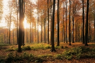 Brussels, Soignes Forest